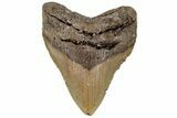 5.40" Fossil Megalodon Tooth - North Carolina - #199702-1